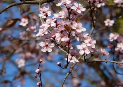 Séances et initiations Reiki - Axe Session - Bouches du Rhône et Nord Hauts de France