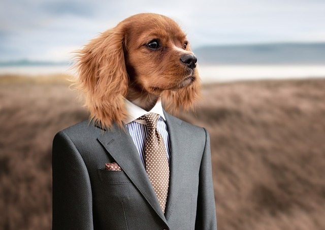 Chien compagnon de l’être humain depuis des millénaires