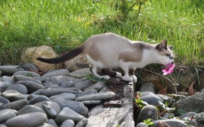 Reiki et Fleurs de Bach pour les animaux sensibles – Hélène Delebois