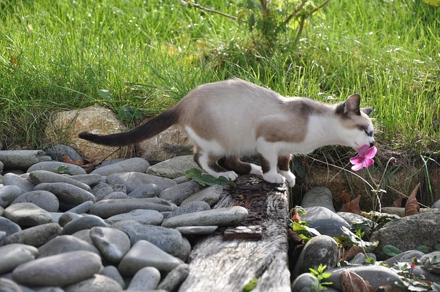 Chat sentant une fleur rose dans un jardin, illustration de l’accompagnement des animaux sensibles